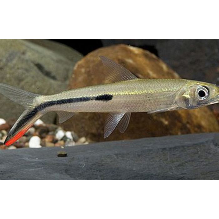 Hemiodus Gracilis / Veerzalm