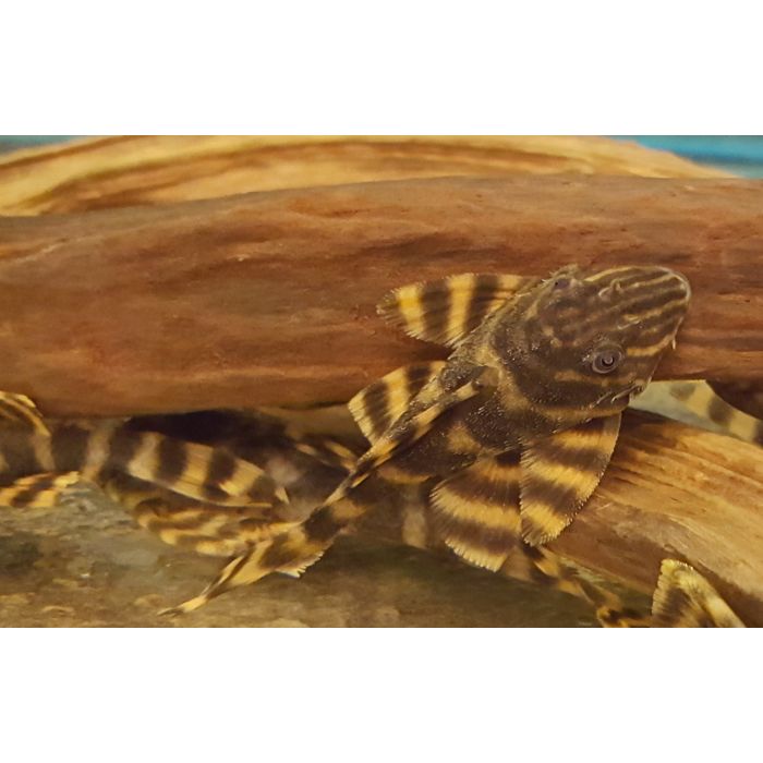 Panaqolus Tankei L398