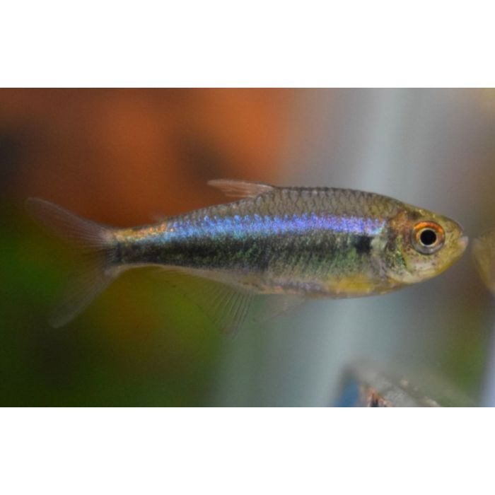 Hyphessobrycon Margitae / Peru-Rotblauer Tetra