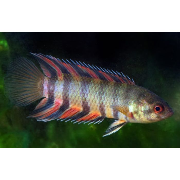 Ctenopoma/Microctenopoma Ansorgii / Schöner Kletterbarsch