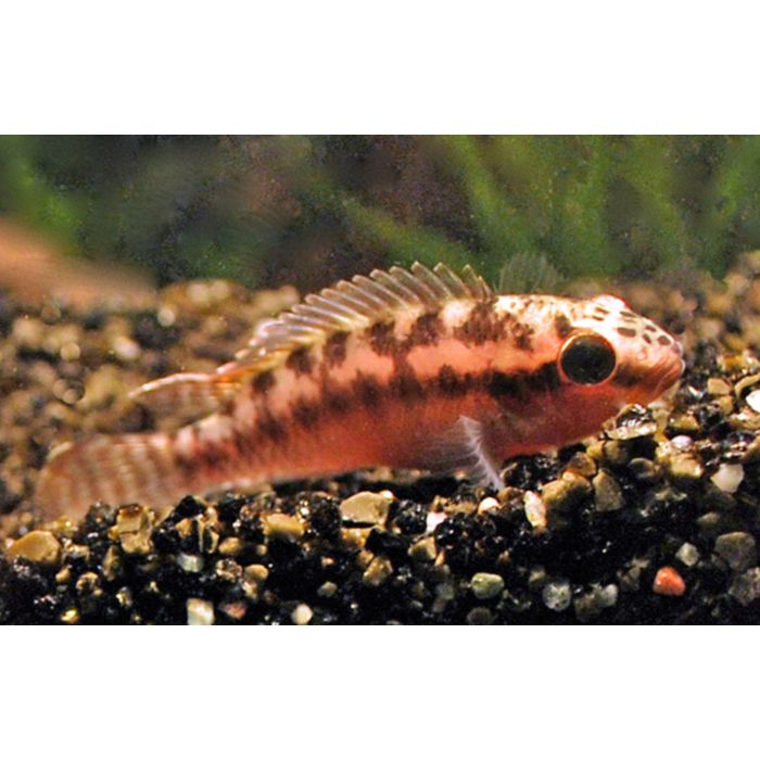 Nanochromis Dimidiatus Rode Cichlide Congo