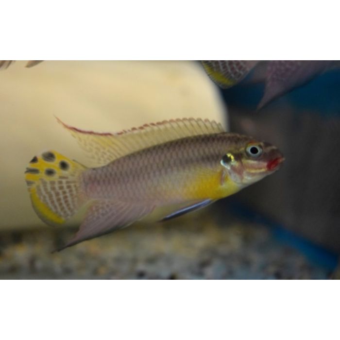 Pelvicachromis Kribensis Lobe Kersenbuikcichlide Lobe