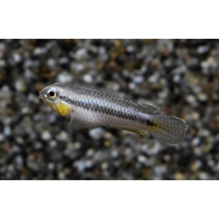Apistogramma Uaupesi / Dwergcichlide Zuid Amerika
