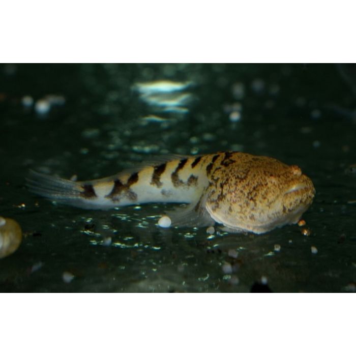 Thalassophryne Amazonica / Prehistoric Monster Fish