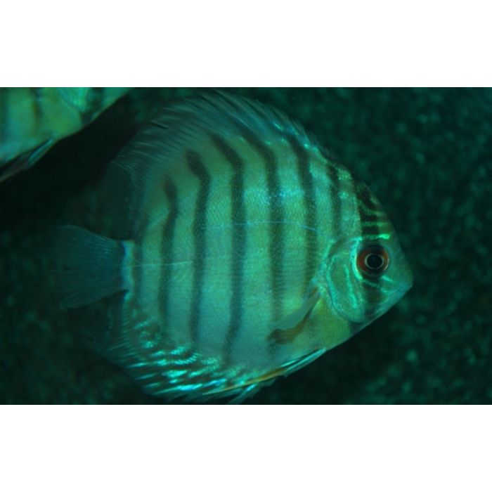 S. Aequifasciatus Purus / Blauwe Discus Brazilie
