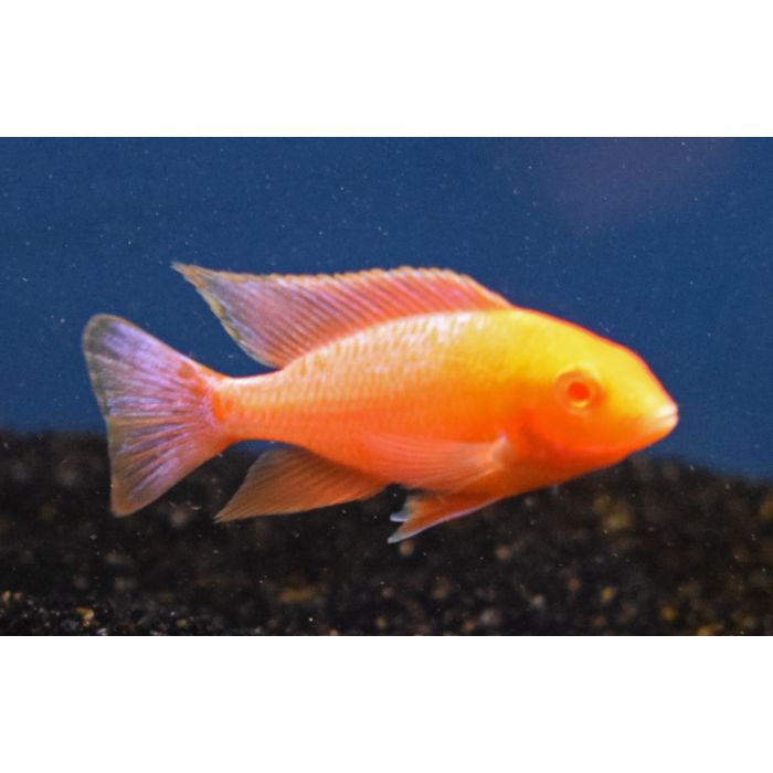 Aulonocara Orange Ice Albino Malawi Cichlide