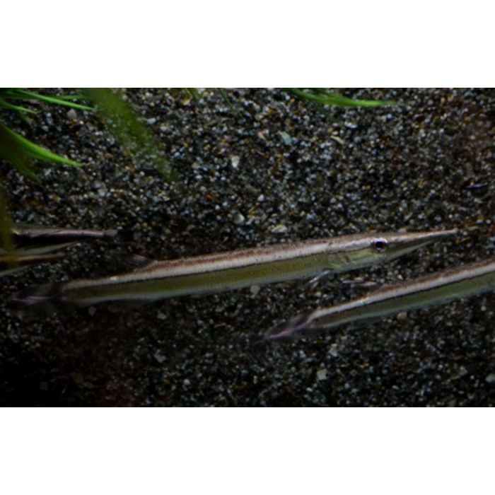 Boulengerella Lateristriga / Snoektetra Zuid-Amerika