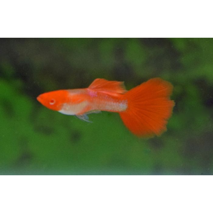 Poecilia Reticulata Koi Albino
