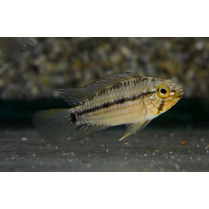 Apistogramma Rubrolineata / Dwergcichlide Rubrolineata