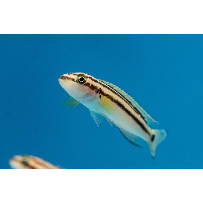 Julidochromis Ornatus Yellow Tanganyika Cichlide