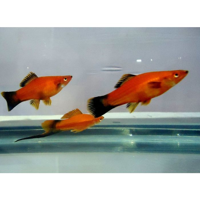 Xiphophorus Helleri Wagtail Red / Zwaarddrager Wagtail Rood