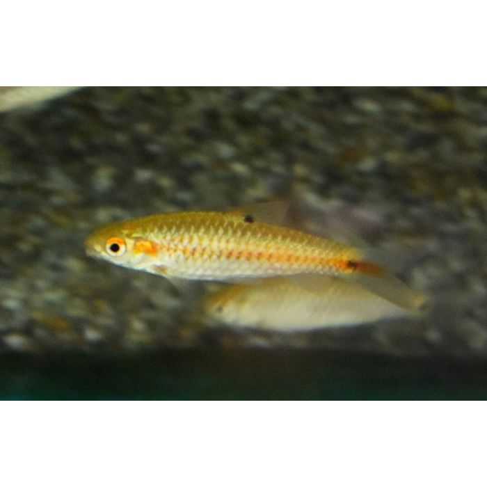 Barbus Bimaculatus