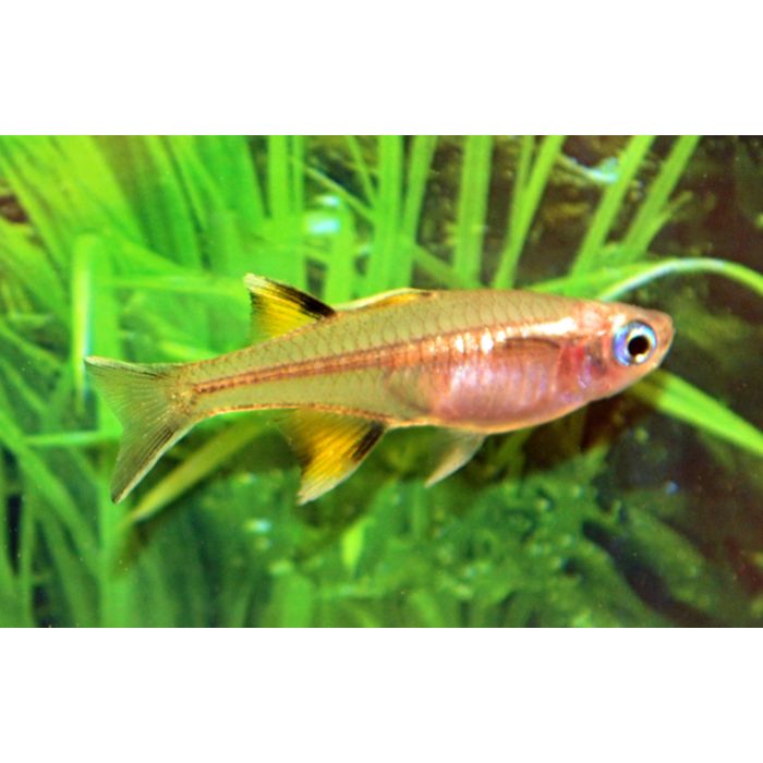 Pseudomugil Signifer / Regenboogvis Signifer