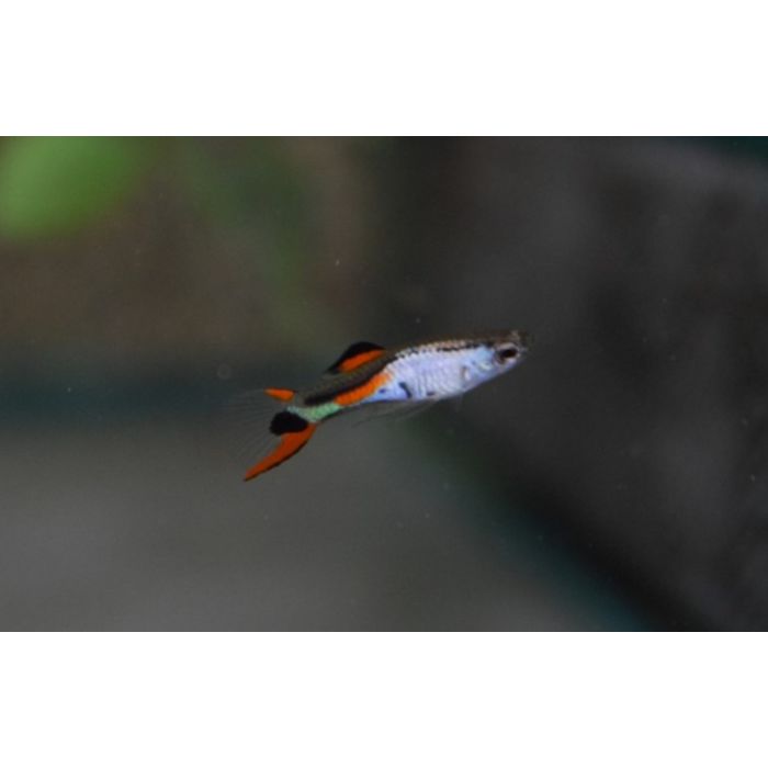 Poecilia Wingei Silverado (m/f) M