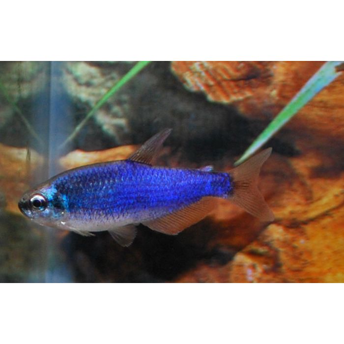 Inpaichthys Kerri Super Blue / Blauer Königslachs