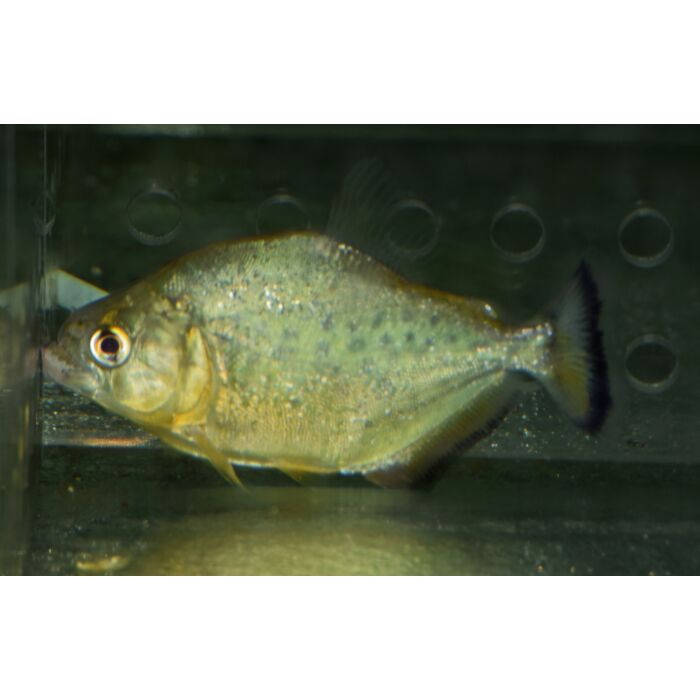 Serrasalmus Maculatus / Piranha Maculatus