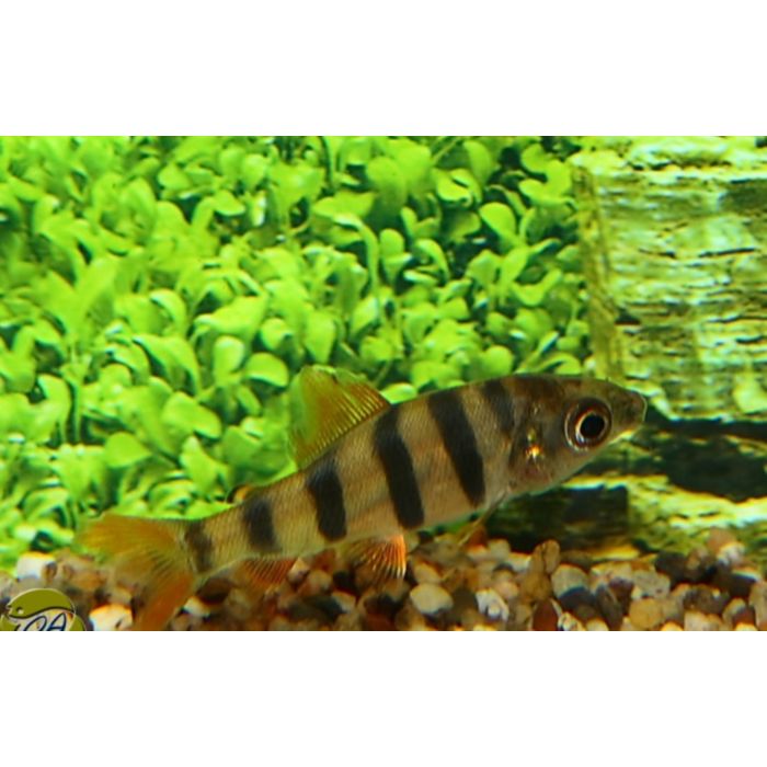 Distichodus Sexfasciatus / Zebra Zalm Congo