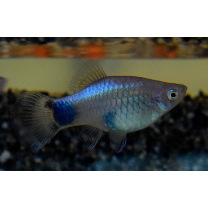 Xiphophorus Maculatus Platy Blue