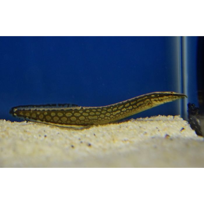 Mastacembelus Armatus Stekelaal Armatus