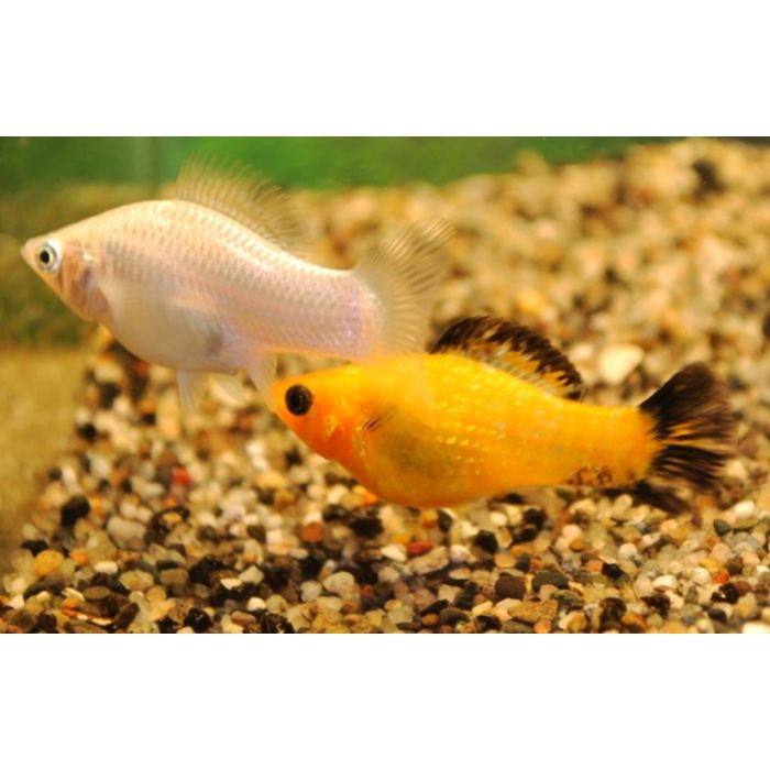 Poecilia Velifera Hoogvinkarper Mix