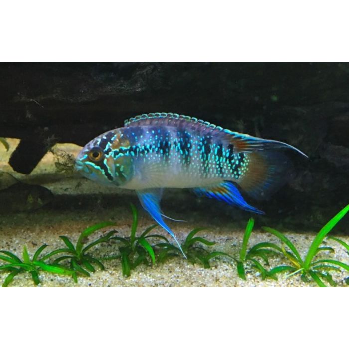 Nannacara Adoketa Sao Gabriel F1 Zebra Acara