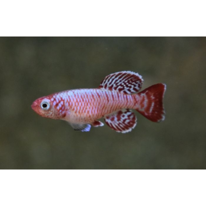 Nothobranchius Eggersi / Killivis Eggersi