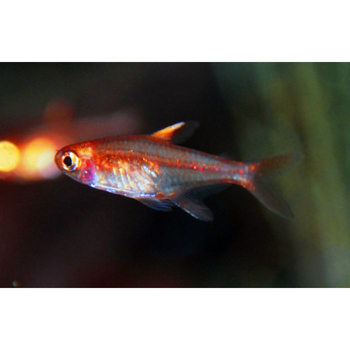 Hyphessobrycon Amandae / Feuersalmler