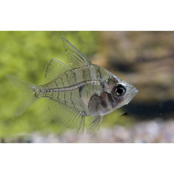 Parambassis Ranga / Glasbarsch Indien