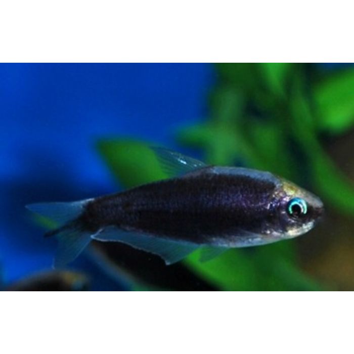 Nematobrycon Palmeri Kaisersalmler Schwarz