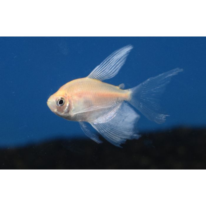 Gymnocorymbus Ternetzi / Witte Sluier Tetra