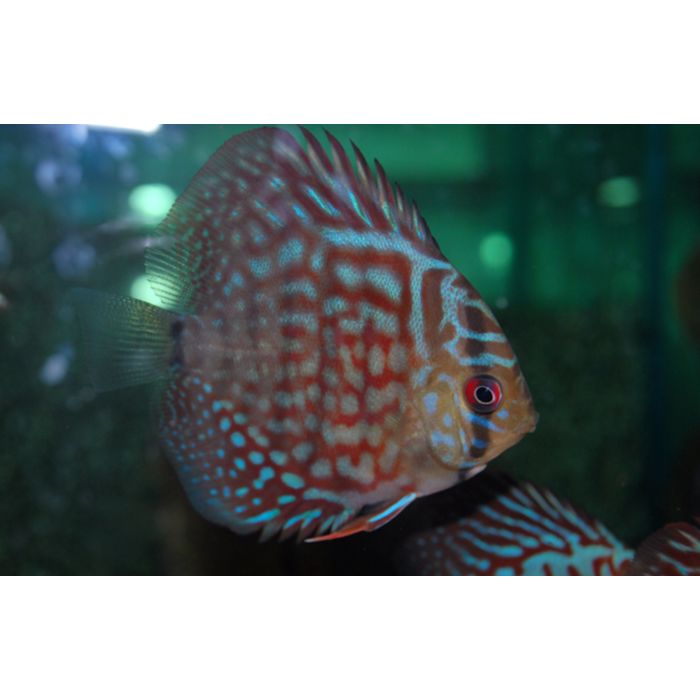 Discus Rood Turkoois