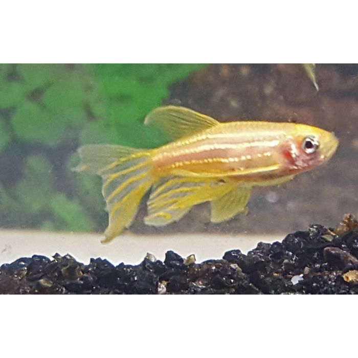 Brachydanio Rerio Gold / Zebradanio Goud