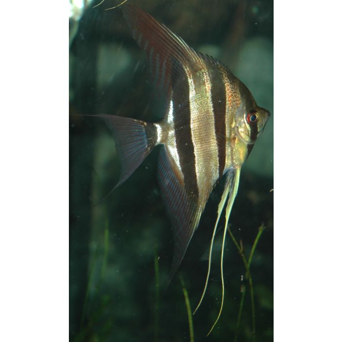 Pterophyllum scalare Maanvis Dantum