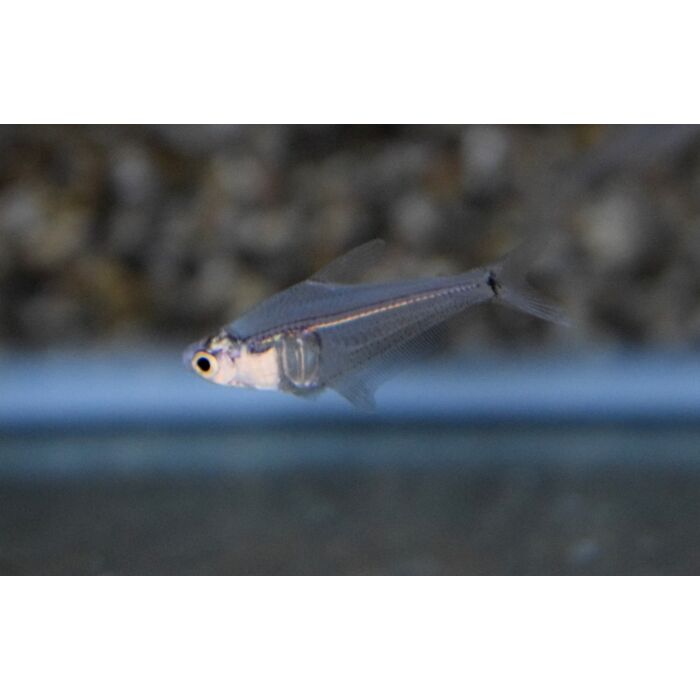 Protocheirodon Pi / Bergkristallsalmler