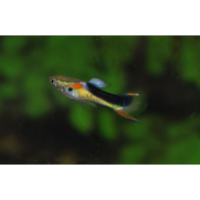 Poecilia Wingei Half Tuxedo Yellow (m/f) M