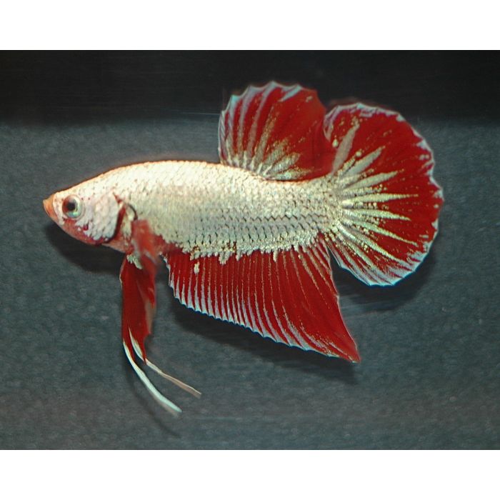 Betta Splendens Kempvis Dragon
