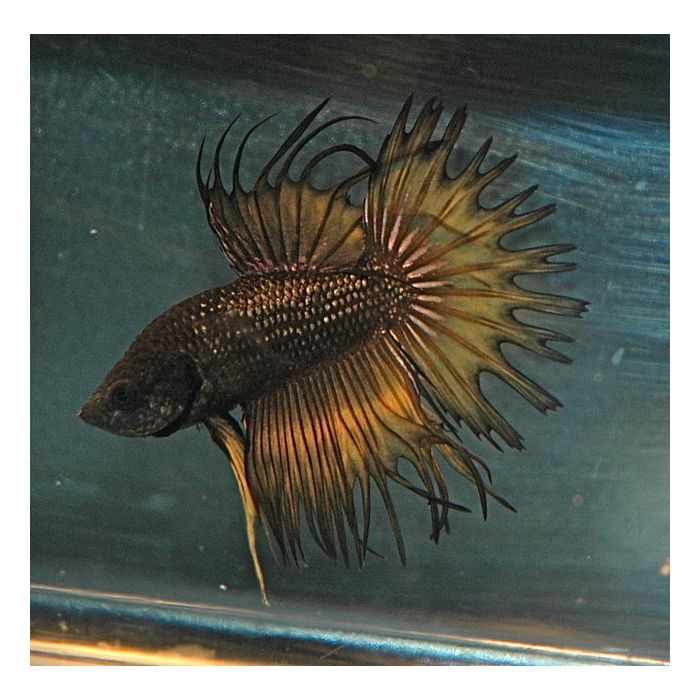 Betta Splendens Kempvis Crowntail Black copper