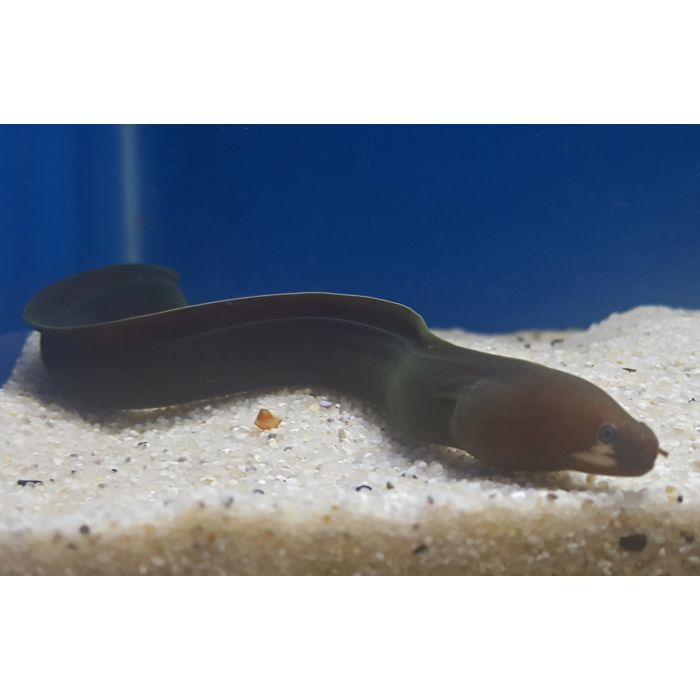 Echidna Rhodochilus / Rozelip Murene