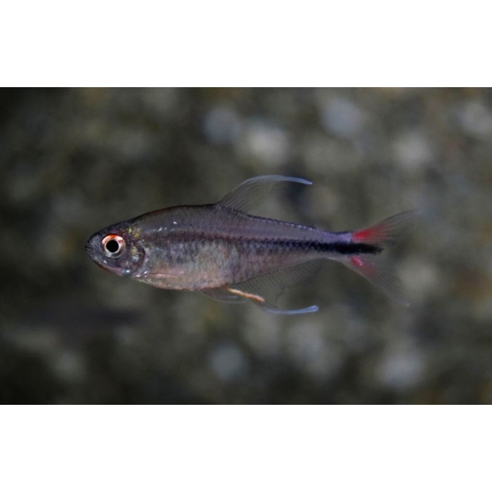 Hemigrammus Filamentosus