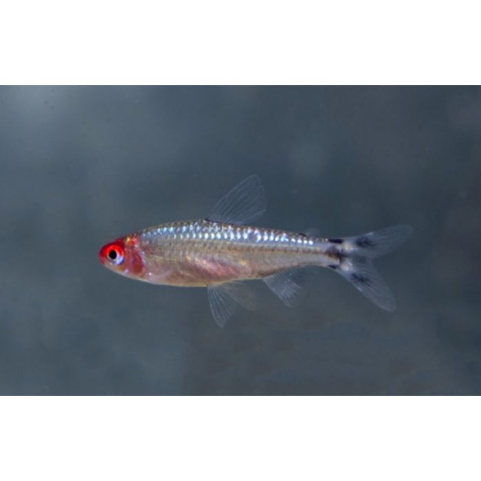 Hemigrammus Bleheri Diamant / Diamant Roodkopzalm