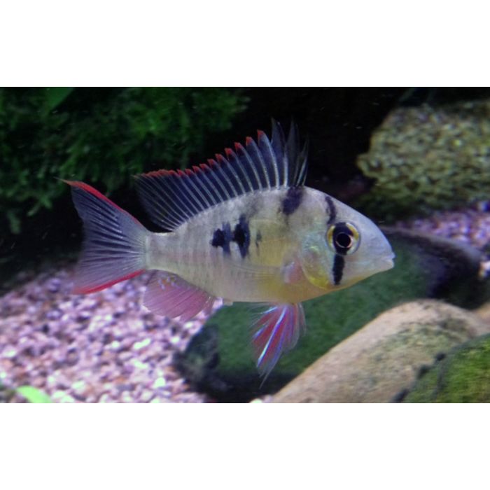 Mikrogeophagus Altispinosus / Boliviaanse Ramirezi