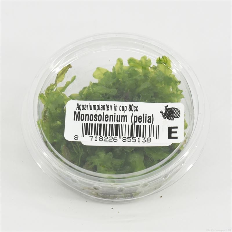 Monosolenium (pelia) in 80 cc cup