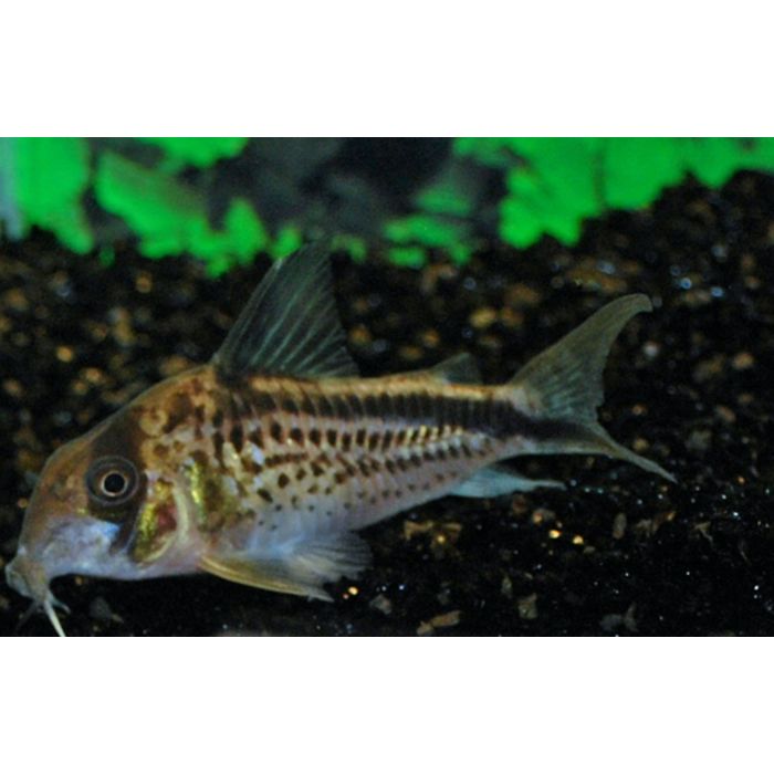 Corydoras Loxozonus / Pantsermeerval Loxozonus