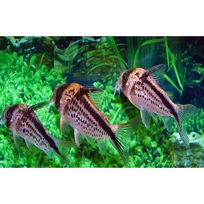 Corydoras Loxozonus / Pantsermeerval Loxozonus