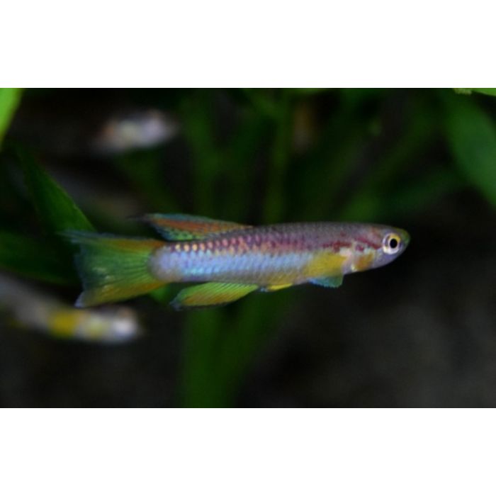 Aphyosemion Poliaki / Tandkarper Cameroen