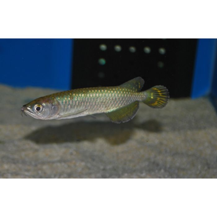 Scleropages Jardini / Australische Arowana