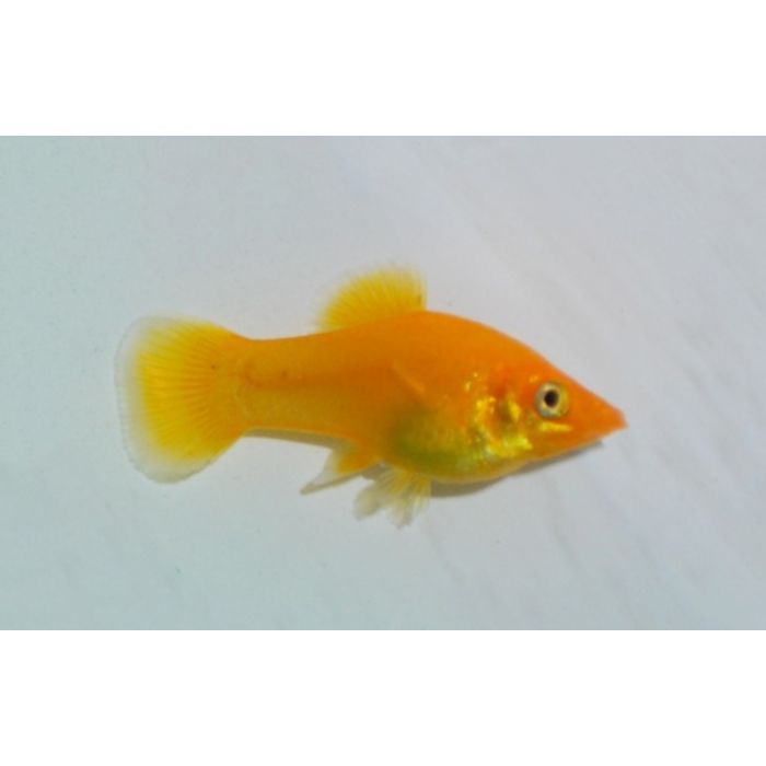 Poecilia Sphenops Molly Golddust