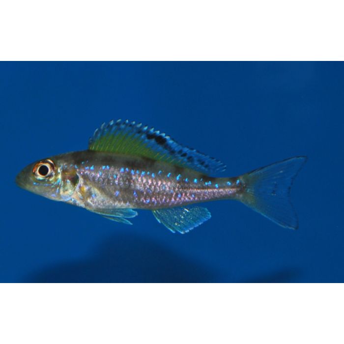 Xenotilapia Spilopterus Kipili