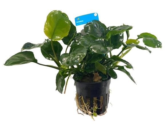 Anubias golden coin