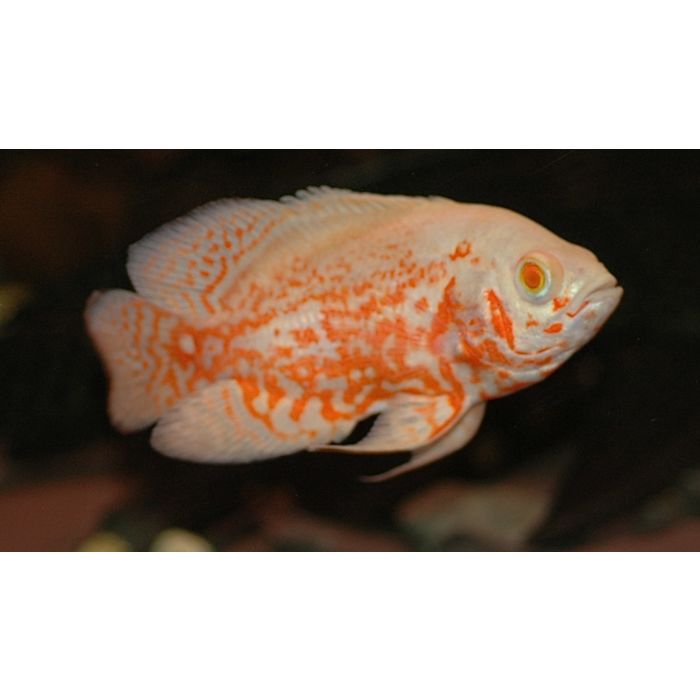 Astronotus Ocellatus Albino